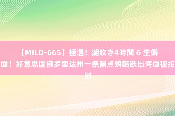 【MILD-665】極選！潮吹き4時間 6 生僻画面！好意思国佛罗里达州一条黑点鹞鲼跃出海面被拍到