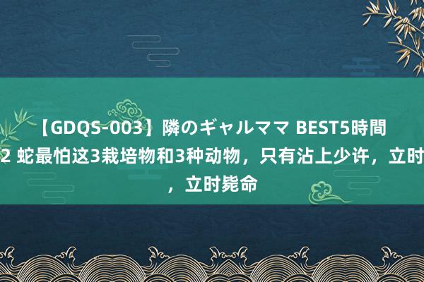 【GDQS-003】隣のギャルママ BEST5時間 Vol.2 蛇最怕这3栽培物和3种动物，只有沾上少许，立时毙命